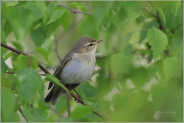 <p>BUDNÍČEK VĚTŠÍ (Phylloscopus trochilus) /Willow warbler – Fitis/</p>